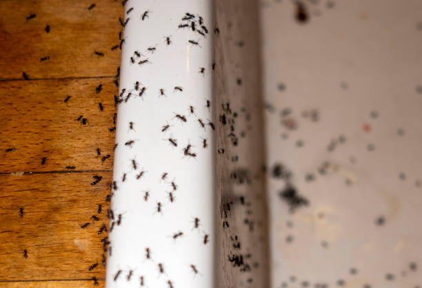 Pest Prevention Services in Richwood, NJ