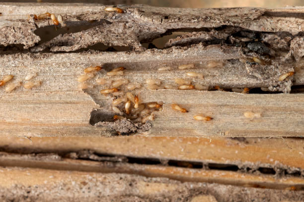 Best Emergency Pest Control  in Richwood, NJ